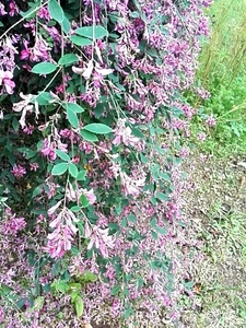 IMG_20150927_141341.jpg
