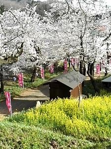 IMG_20160409_160421.jpg